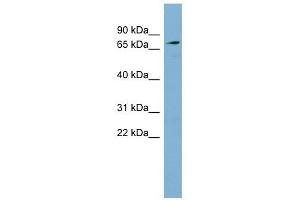 SLC7A2 antibody used at 1 ug/ml to detect target protein. (SLC7A2 抗体)