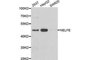 Western blot analysis of extracts of various cell lines, using NELFE antibody (ABIN5974213) at 1/1000 dilution. (RDBP 抗体)