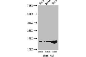 Western Blot Positive WB detected in: Hela cell acid extracts treated by NaB All lanes: HIST1H2AG antibody at 1. (HIST1H2AG 抗体  (acLys5))