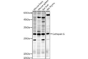 Western blot analysis of extracts of various cell lines, using Cathepsin G antibody (ABIN6127687, ABIN6139229, ABIN6139231 and ABIN6221273) at 1:500 dilution. (Cathepsin G 抗体  (AA 21-255))