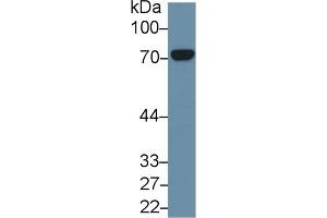 Detection of HSPA8 in Mouse Cerebrum lysate using Polyclonal Antibody to Heat Shock 70 kDa Protein 8 (HSPA8) (Hsc70 抗体  (AA 534-615))
