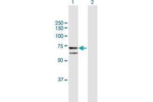 Western Blot analysis of PRPF31 expression in transfected 293T cell line by PRPF31 MaxPab polyclonal antibody. (PRPF31 抗体  (AA 1-499))