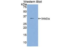 Western Blotting (WB) image for anti-Fucosidase, alpha-L- 1, Tissue (FUCA1) (AA 185-447) antibody (ABIN1858925)