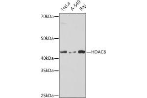 Western blot analysis of extracts of various cell lines, using HD Rabbit mAb (ABIN7267714) at 1:1000 dilution. (HDAC8 抗体)
