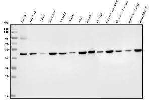 Western blot analysis of EIF4A(A1,2,3) using anti-EIF4A(A1,2,3) antibody (ABIN7601309) ).