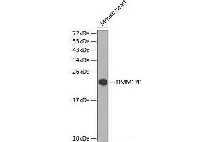 Western blot analysis of extracts of Mouse heart using TIMM17B Polyclonal Antibody at dilution of 1:1000. (TIMM17B 抗体)