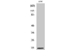 Western Blotting (WB) image for anti-Stathmin 1 (STMN1) (Ser732) antibody (ABIN6280263)