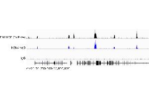 CUT&Tag data produced from human K562 cells using ABIN101961 as a secondary antibody in conjunction with an H3K4me3 antibody (middle) or without a primary antibody as negative control (bottom) in comparison to an ENCODE ChIP-seq data set (top). (豚鼠 anti-兔 IgG (Heavy & Light Chain) Antibody - Preadsorbed)