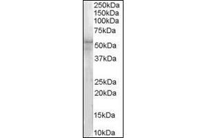 (1µg/ml) Staining of Hela lysate (35µg protein in RIPA buffer). (IRAK4 抗体  (N-Term))