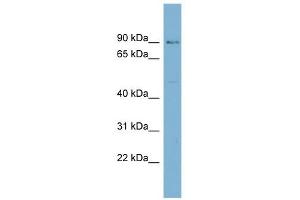 HECTD2 antibody used at 1 ug/ml to detect target protein. (HECTD2 抗体  (N-Term))