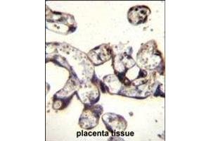FKBP7 Antibody (C-term) (ABIN656813 and ABIN2846027) immunohistochemistry analysis in formalin fixed and paraffin embedded human placenta tissue followed by peroxidase conjugation of the secondary antibody and DAB staining. (FKBP7 抗体  (C-Term))