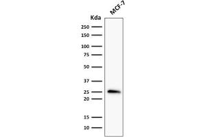 Western Blot Analysis of MCF-7 cell lysate using Bcl-2 Mouse Recombinant Monoclonal Antibody (rBCL2/796). (Recombinant Bcl-2 抗体)
