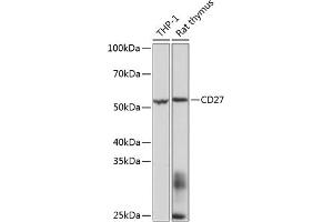 Western blot analysis of extracts of various cell lines, using CD27 Rabbit mAb (ABIN7266175) at 1:1000 dilution. (CD27 抗体)