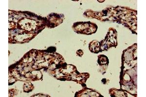 Immunohistochemistry of paraffin-embedded human placenta tissue using ABIN7151774 at dilution of 1:100 (ELMO2 抗体  (AA 304-371))