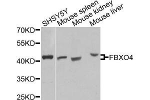 Western blot analysis of extracts of various cells, using FBXO4 antibody.