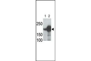 LRP5 Antibody (C-term) (ABIN390099 and ABIN2837931) is used in Western blot to detect recombinant human LRP5 (Lane 1) and mouse LRP5 (Lane 2) proteins in transfected 293 cell lysates. (LRP5 抗体  (C-Term))