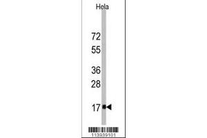 Western blot analysis of anti-IFITM3 Antibody in Hela cell line lysates (35ug/lane). (Fagilis (AA 64-93) 抗体)