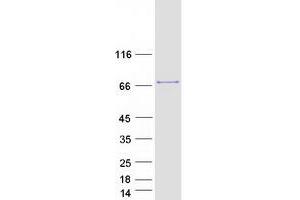 GTPase Activating Protein (SH3 Domain) Binding Protein 1 (G3BP1) (Transcript Variant 2) protein (Myc-DYKDDDDK Tag)