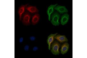 ABIN6256612 and ABIN6267176 staining heat-shock treated Hela cells by IF/ICC. (INPP5D 抗体  (pTyr1020, pTyr1022))