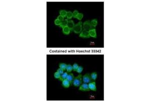 Immunofluorescence (IF) image for anti-N-Ethylmaleimide-Sensitive Factor Attachment Protein, alpha (NAPA) (Center) antibody (ABIN2856408)