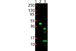 Western Blot showing detection of 6x HIS Epitope Tag. (His Tag 抗体  (DyLight 800))
