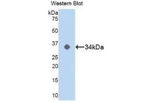 Detection of Recombinant MAPK14, Human using Polyclonal Antibody to Mitogen Activated Protein Kinase 14 (MAPK14) (MAPK14 抗体  (AA 19-279))
