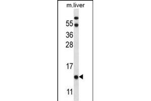 UQCRB Antibody (Center) (ABIN656885 and ABIN2846085) western blot analysis in mouse liver tissue lysates (35 μg/lane). (UQCRB 抗体  (AA 34-61))