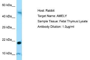 Host: RabbitTarget Name: AMELYAntibody Dilution: 1. (AMELY 抗体  (C-Term))