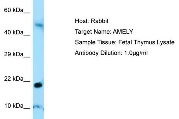 AMELY 抗体  (C-Term)