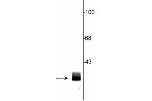 Western blot of rat hippocampal lysate showing specific immunolabeling of the ~29 kDa 14-3-3 protein. (14-3-3 (YWHA) (N-Term) 抗体)