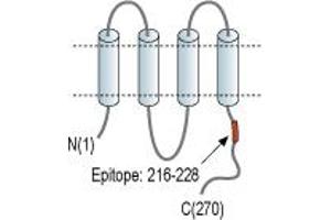 anti-Gap Junction Protein, beta 3, 31kDa (GJB3) (AA 216-228), (C-Term), (Intracellular) antibody