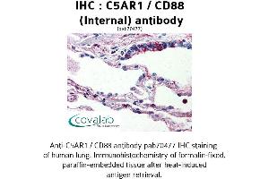 Image no. 1 for anti-Complement Component 5a Receptor 1 (C5AR1) (Internal Region) antibody (ABIN1732499) (C5AR1 抗体  (Internal Region))