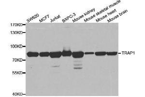 Western blot analysis of extracts of various cell lines, using TRAP1 antibody. (TRAP1 抗体)