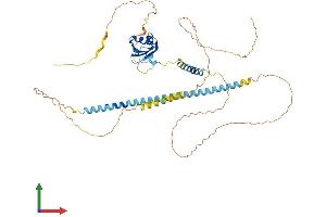 AlphaFold protein structure predicition of Mouse Recombinant Srek1 Protein, UniprotID Q8BZX4 (SFRS12 Protein (AA 1-494) (His tag))