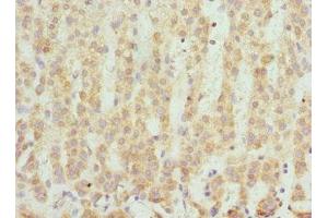 Immunohistochemistry of paraffin-embedded human adrenal gland tissue using ABIN7166101 at dilution of 1:100 (SCO2 抗体  (AA 1-130))