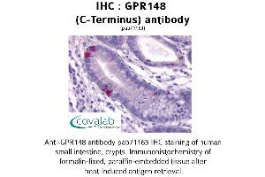 Image no. 1 for anti-G Protein-Coupled Receptor 148 (GPR148) (C-Term) antibody (ABIN1734952) (GPR148 抗体  (C-Term))