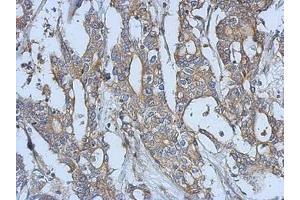 Image no. 1 for anti-EPH Receptor A3 (EPHA3) (AA 38-375) antibody (ABIN1498036) (EPH Receptor A3 抗体  (AA 38-375))