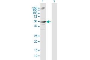 Western Blot analysis of TRIM21 expression in transfected 293T cell line by TRIM21 MaxPab polyclonal antibody. (TRIM21 抗体  (AA 1-475))