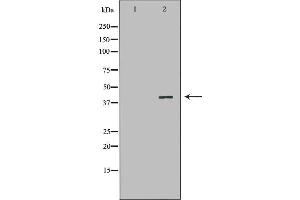 Western Blotting (WB) image for anti-Protein Phosphatase 2A Activator, Regulatory Subunit 4 (PPP2R4) (C-Term) antibody (ABIN6264394)