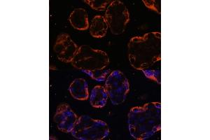 Immunofluorescence analysis of human placenta cells using PSG1 antibody (ABIN6132526, ABIN6146294, ABIN6146296 and ABIN6222029) at dilution of 1:100. (PSG1 抗体  (AA 180-419))