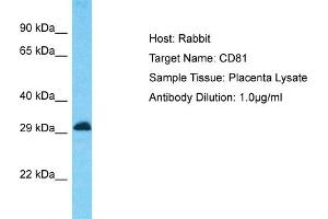 Host: Rabbit Target Name: CD81 Sample Type: Placenta lysates Antibody Dilution: 1. (CD81 抗体  (C-Term))