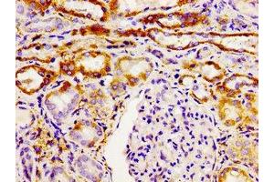 Immunohistochemistry of paraffin-embedded human kidney tissue using ABIN7154513 at dilution of 1:100 (GHSR 抗体  (AA 1-40))