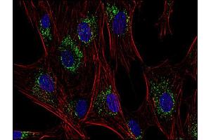 Immunofluorescence staining of human skin fibroblasts with anti-CD63 (MEM-259 ; green) after co-incubation of living cells with human Transferrin - Dyomics 547 (red); cell nuclei stained with DAPI (blue). (CD63 抗体  (PE))