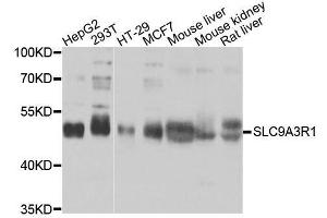Western blot analysis of extracts of various cell lines, using SLC9A3R1 antibody. (SLC9A3R1 抗体  (AA 189-358))