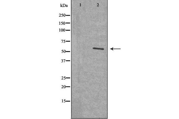 NAB2 antibody  (C-Term)