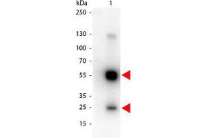 Image no. 1 for Goat anti-Rat IgG (Whole Molecule) antibody (HRP) (ABIN300922) (山羊 anti-大鼠 IgG (Whole Molecule) Antibody (HRP))