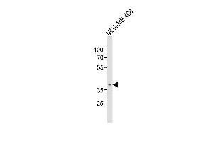 Anti-OR5A1 Antibody (C-term)at 1:500 dilution + MDA-MB-468 whole cell lysates Lysates/proteins at 20 μg per lane. (OR5A1 抗体  (C-Term))