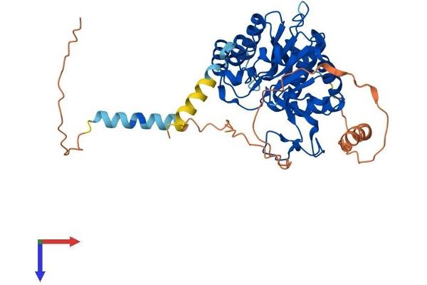 B3GALT2 Protein (AA 1-422) (His tag)