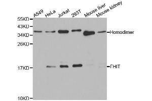 Western blot analysis of extracts of various cell lines, using FHIT antibody. (FHIT 抗体  (AA 25-147))