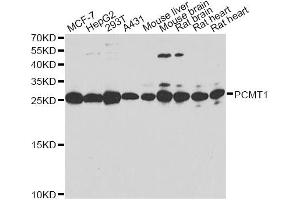 Western blot analysis of extracts of various cell lines, using PCMT1 antibody (ABIN2564413). (PCMT1 抗体)